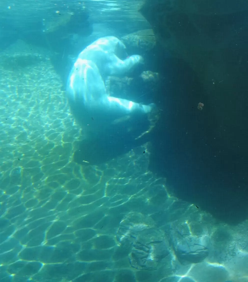 The playful polar bear in his nice watery exhibit.