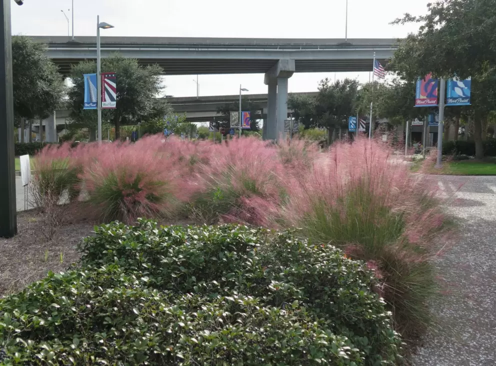 Red-toned grasses catch the light.