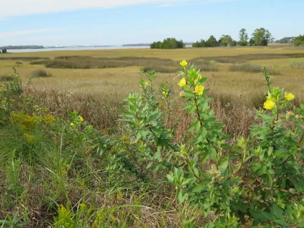 Yelllow flowers and marshlands.