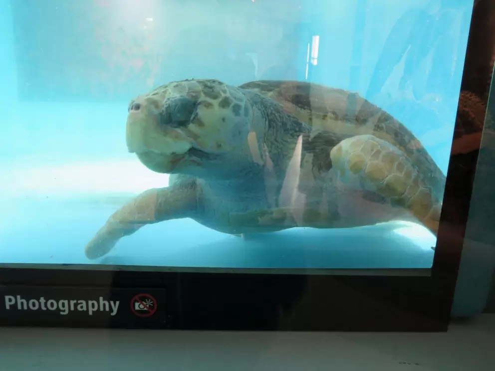 Turtle.
