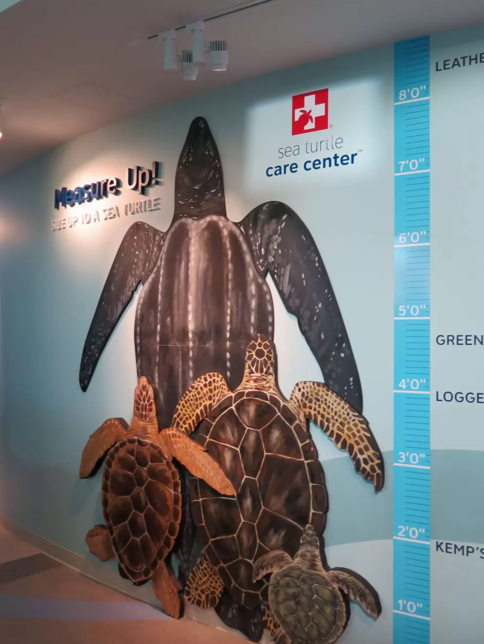 Are you as tall as a sea turtle?