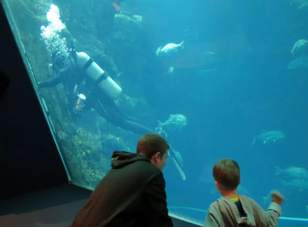 Brothers checking out the shark tank.
