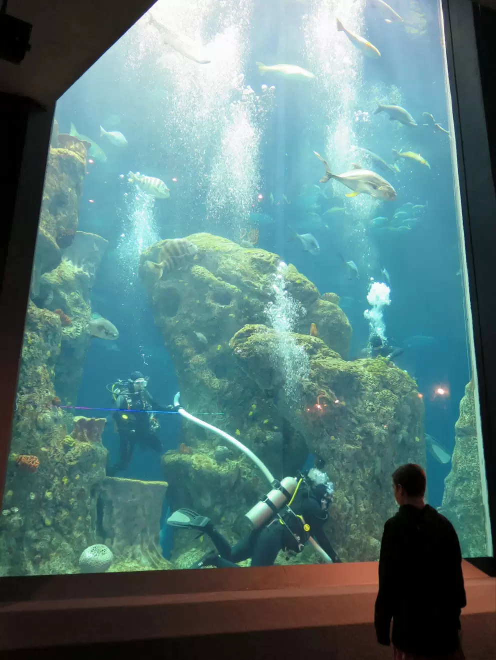 A boy watched a scuba diver clean the tank.