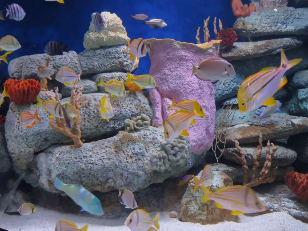 Tropical tank!