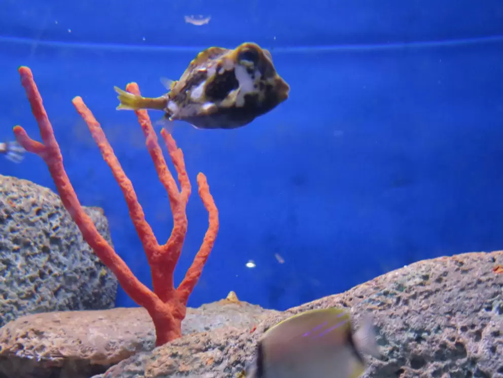 Trunkfish- a funny guy.