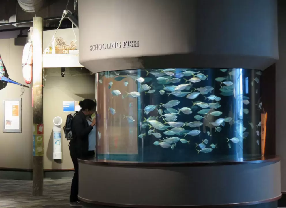 Schooling fish.
