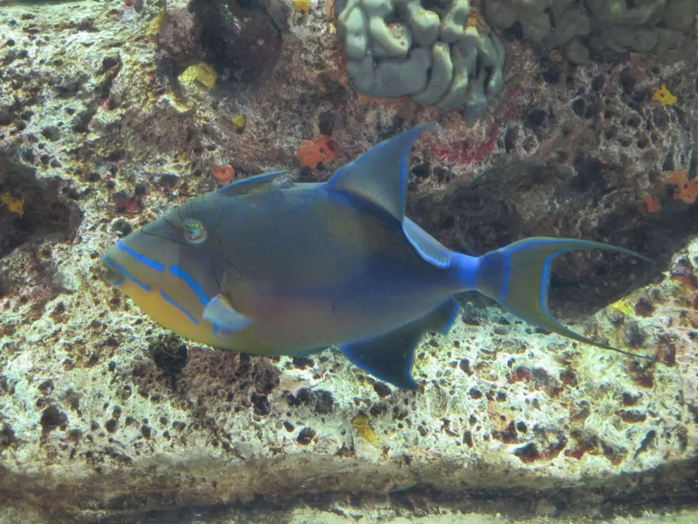 A beautiful fish.