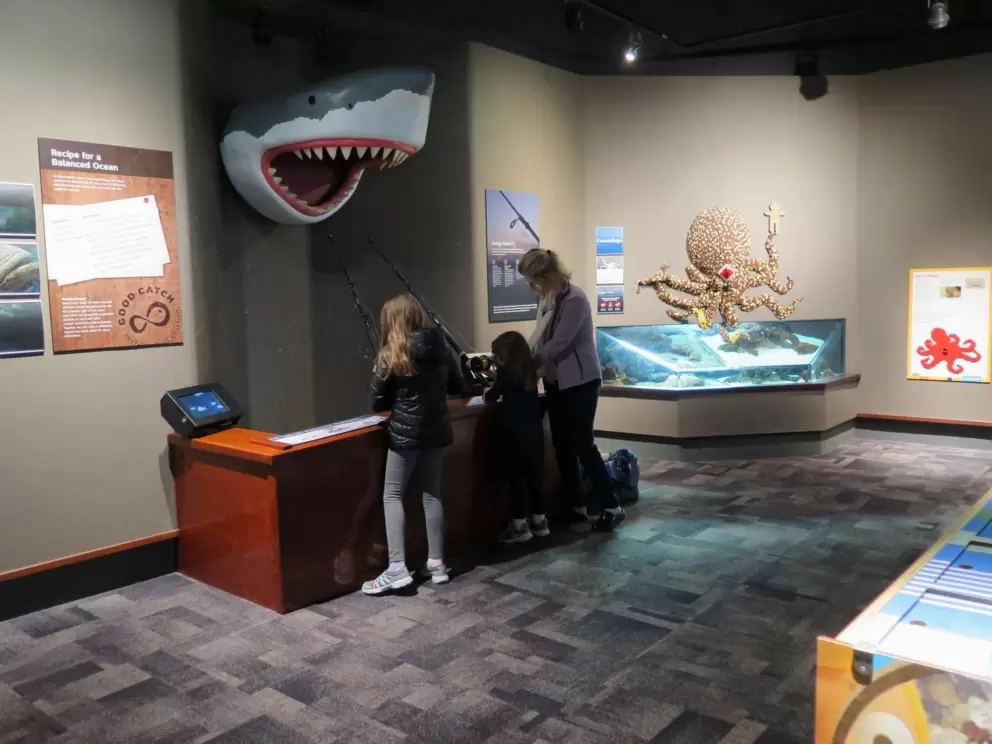 Can you catch a shark with a fishing pole?