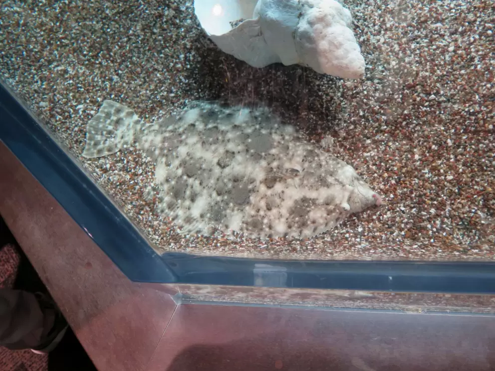 Camouflaged fish.
