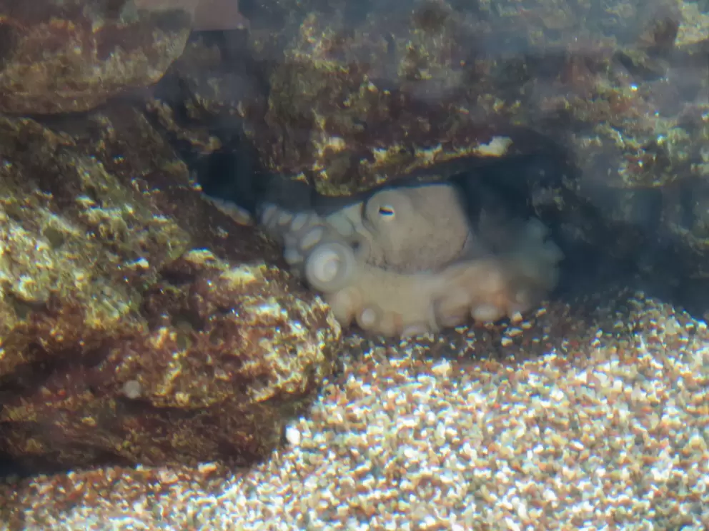 An octopus hiding. 