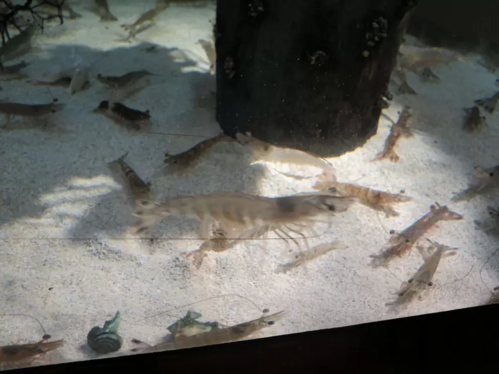 The shrimp are cute!