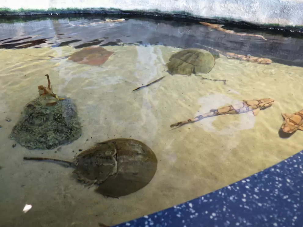 Horseshoe crabs in the touch tank.