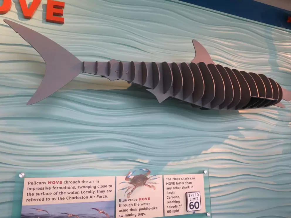 Move the shark!