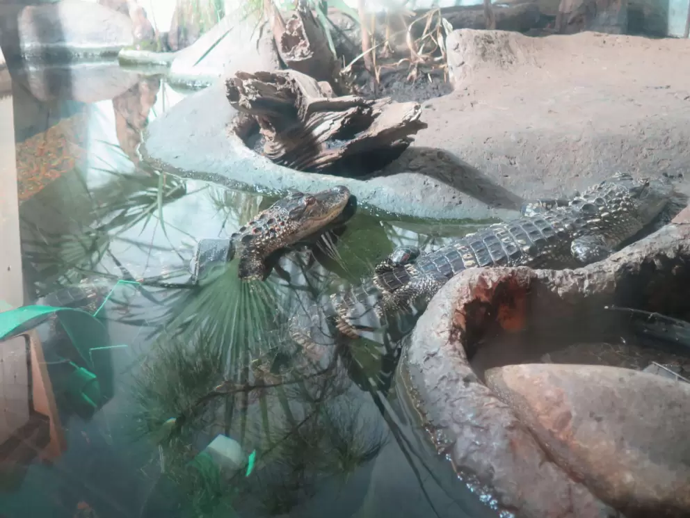Alligators!