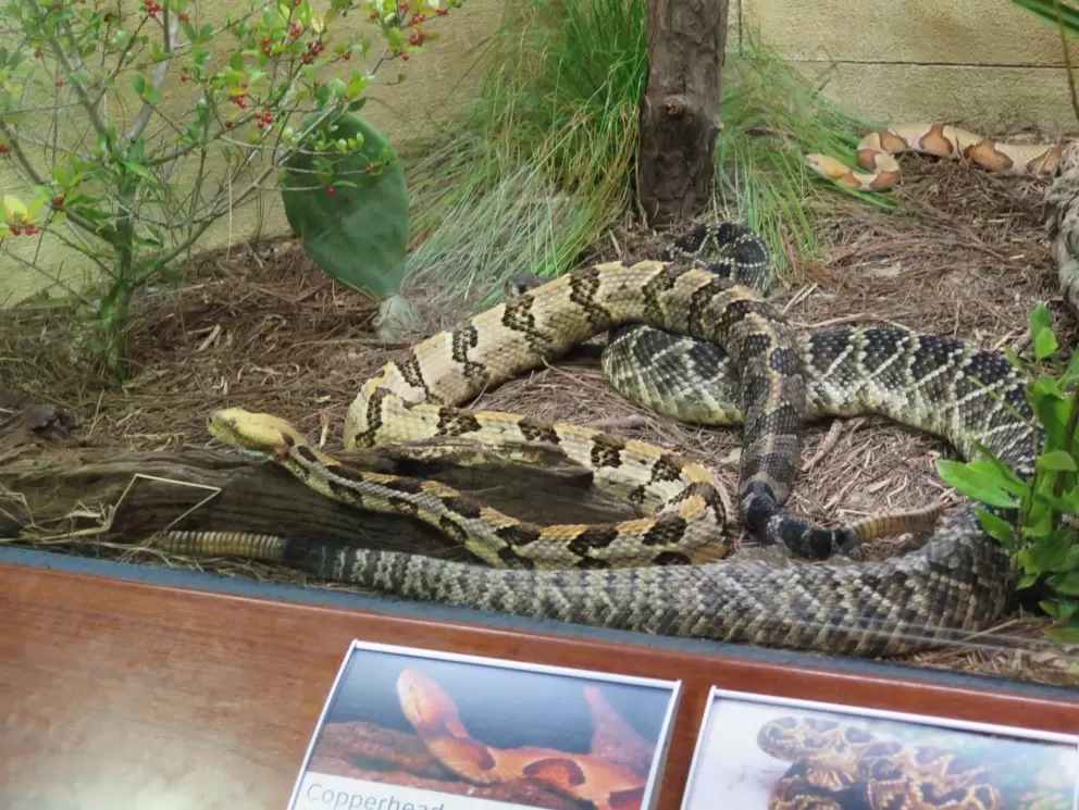Copperhead, Diamondback, and Rattlesnake.