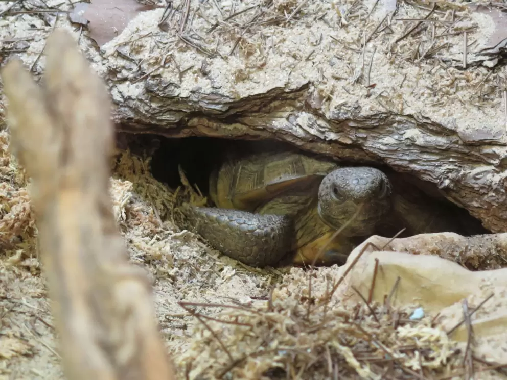 Gopher tortoise peeking out from his little cave.