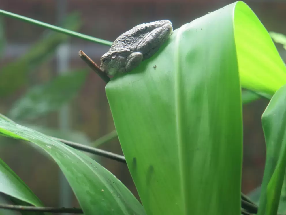 Toad!