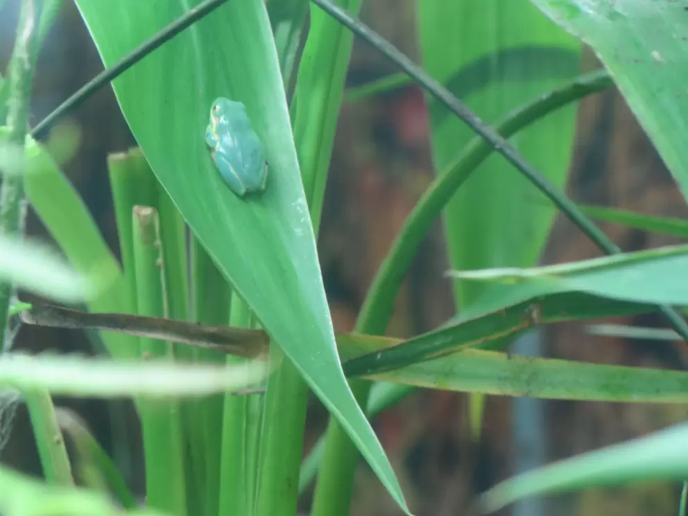 Cute little tree frog.