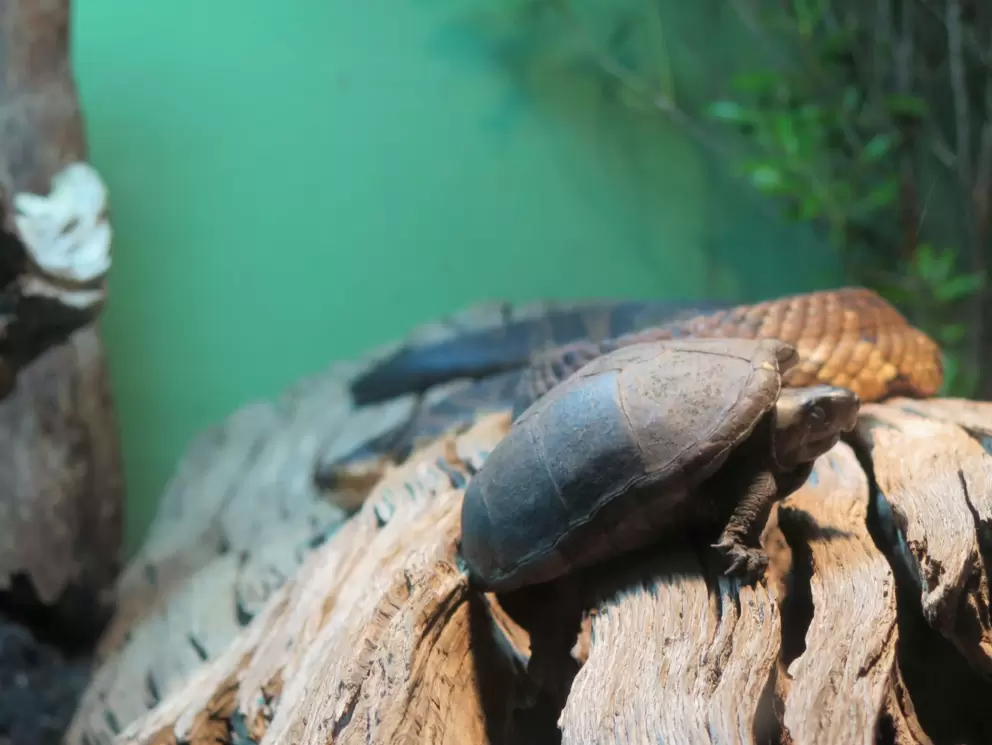 Chicken turtle.
