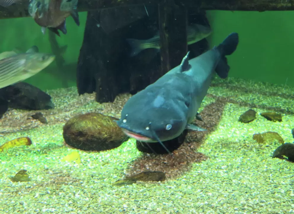 Catfish! These guys are always amusing.