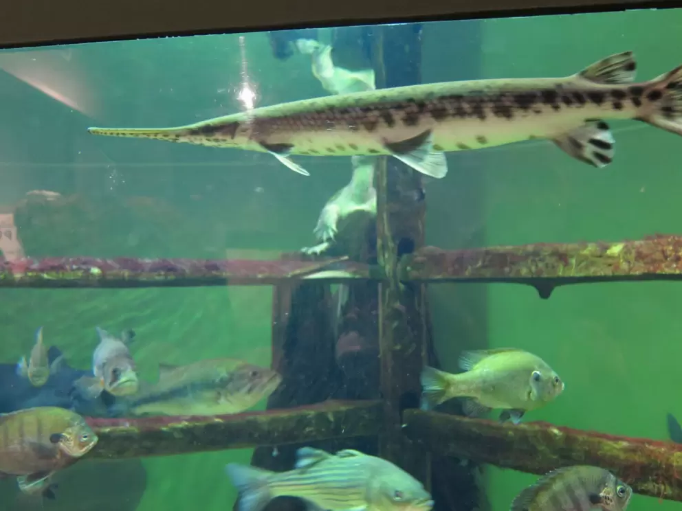 Longnose gar. I love these guys!