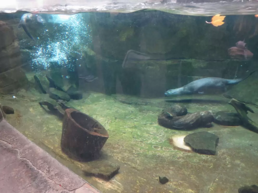 River otter playing.
