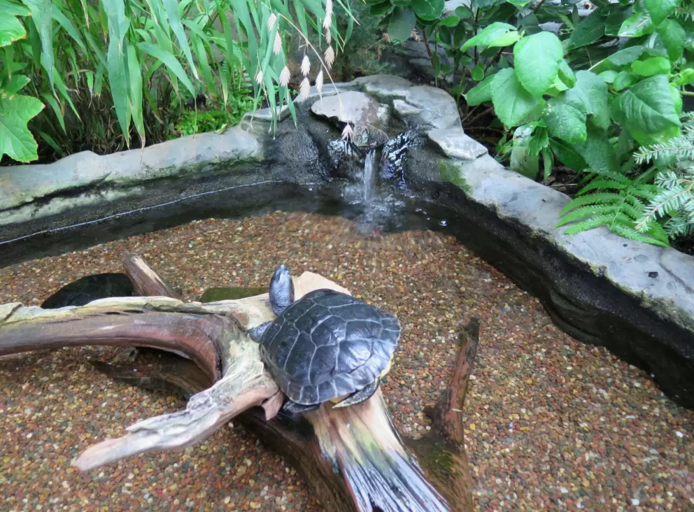 Turtle in the outdoor area.
