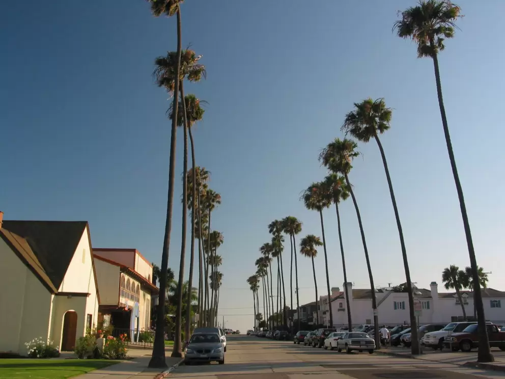 8th Street palms.