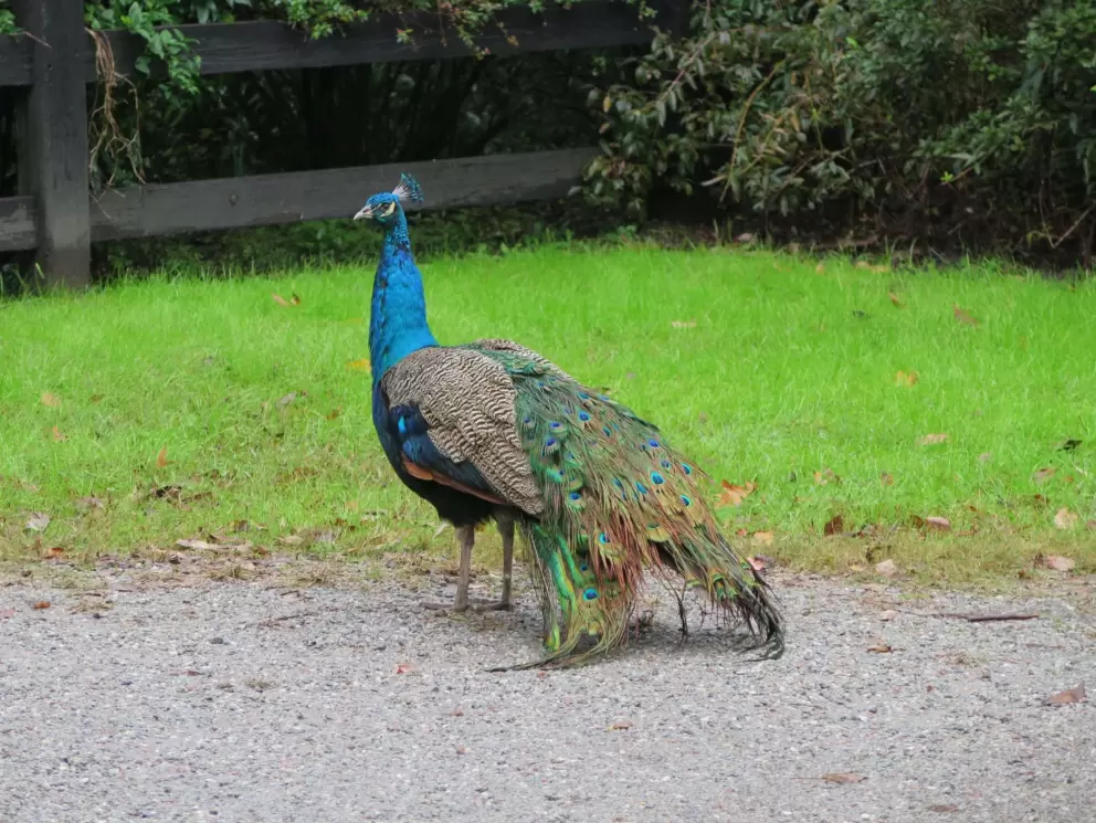 Peacock!