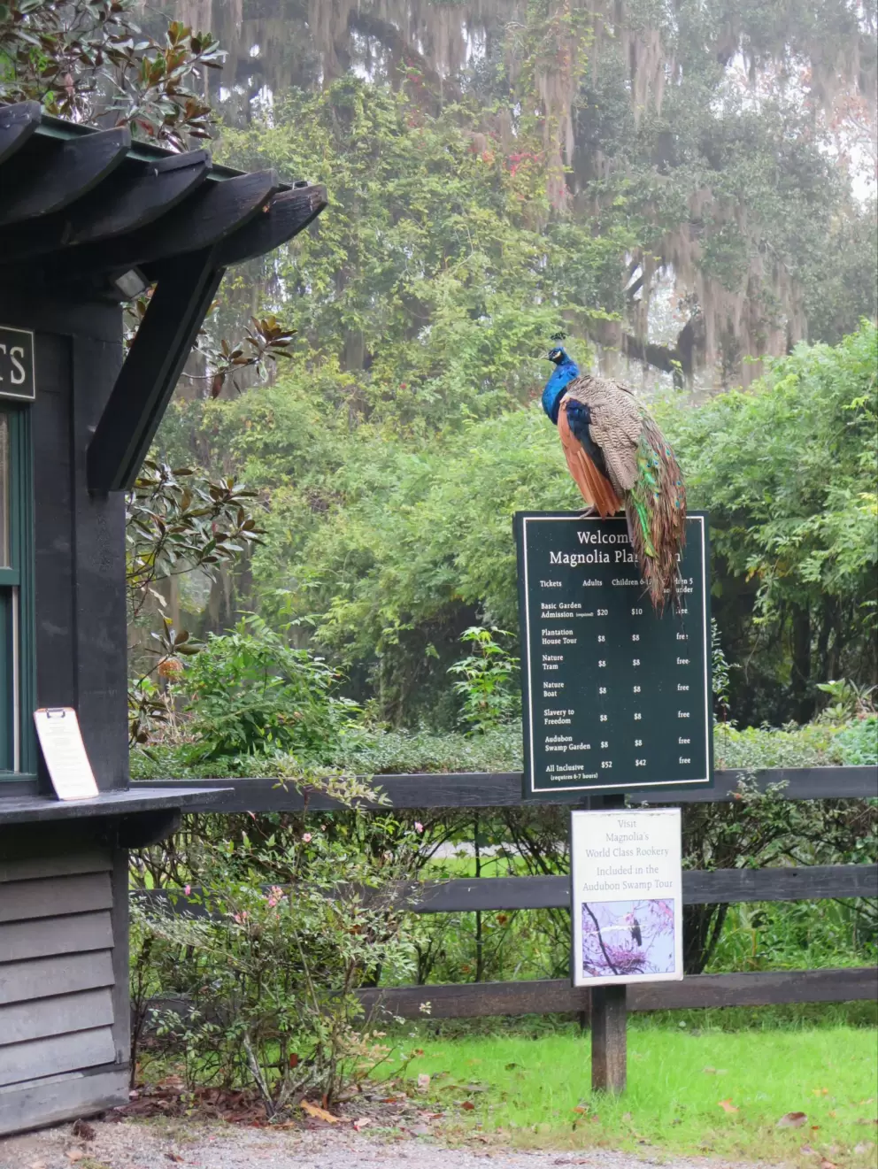Peacock atop a sign.