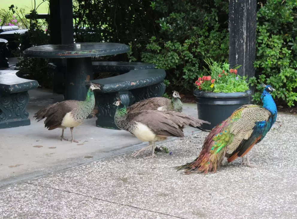 Peacock with baby peacocks.