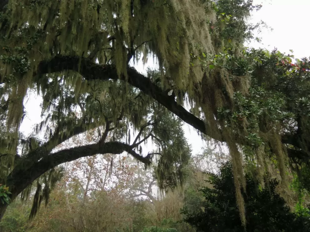 Oak tree with Spanish moss.