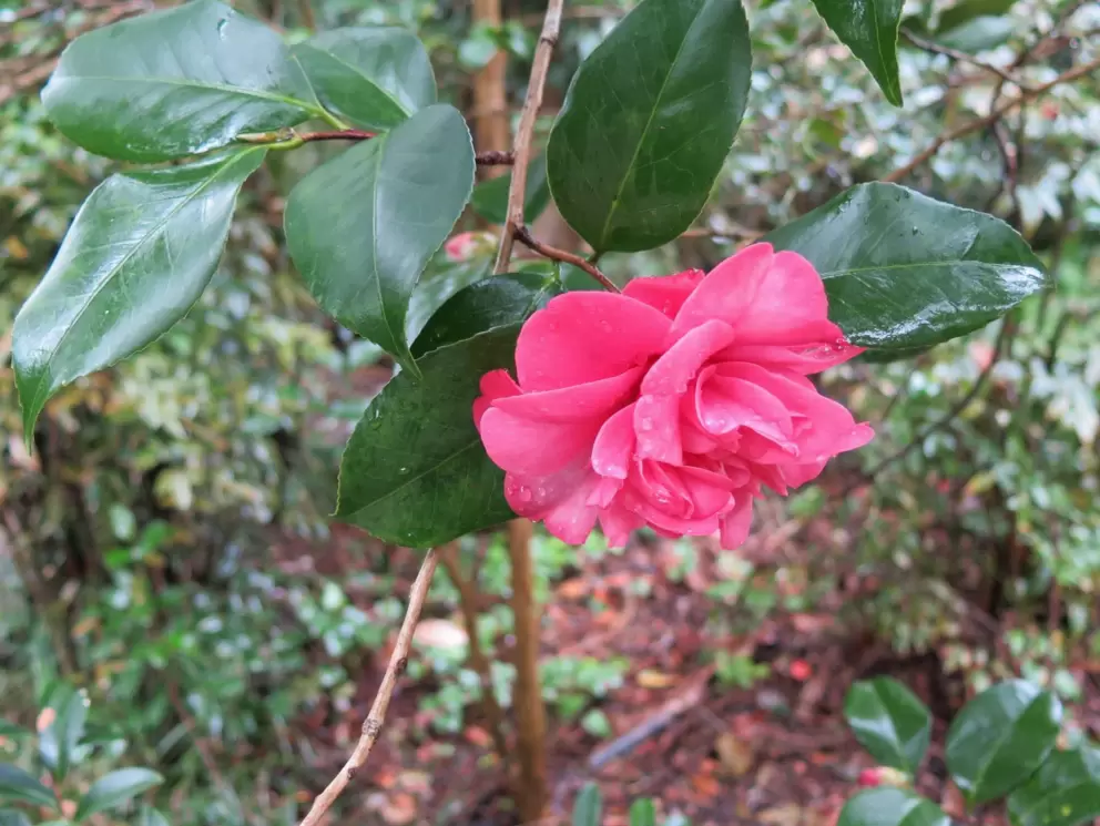 Camellia- a beautiful color!
