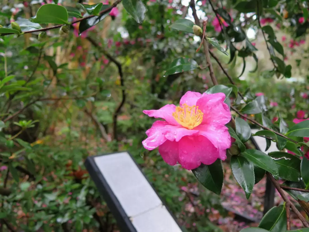 Sweet camellia flower.