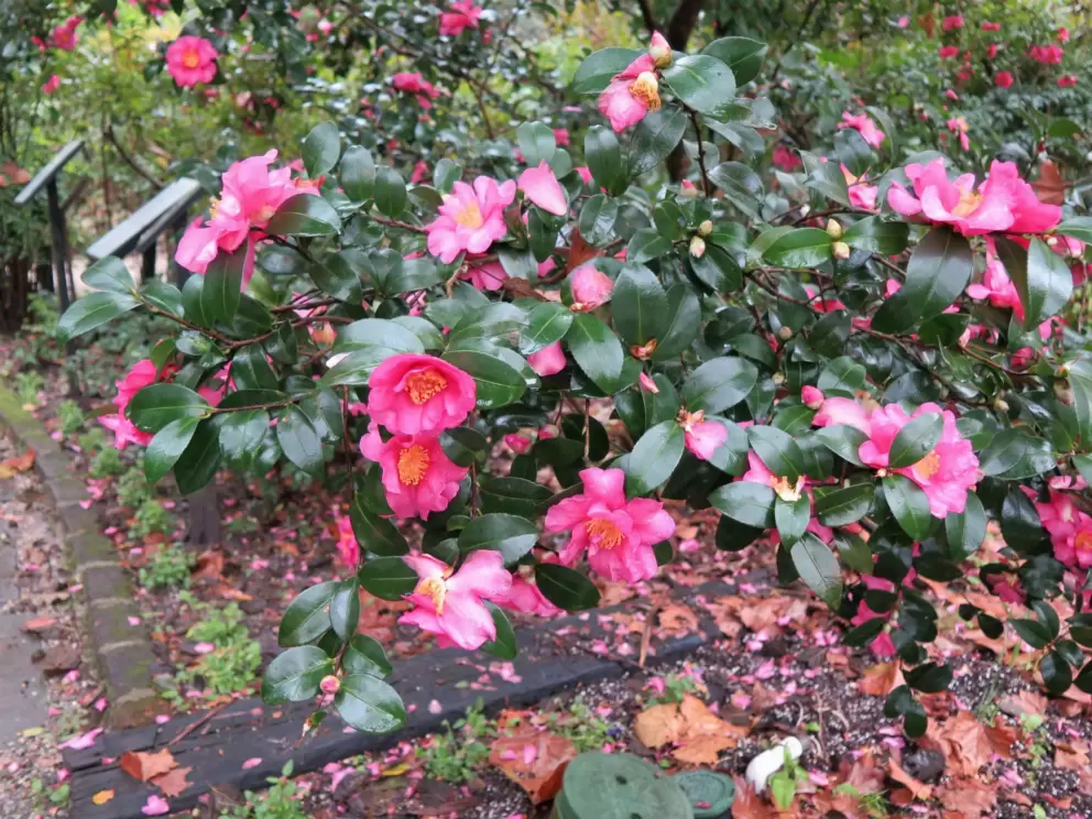 Flowers in abundance.