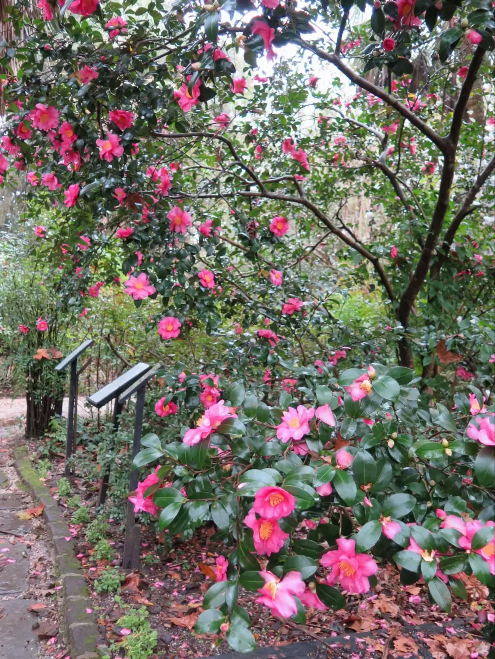 So many flowers!