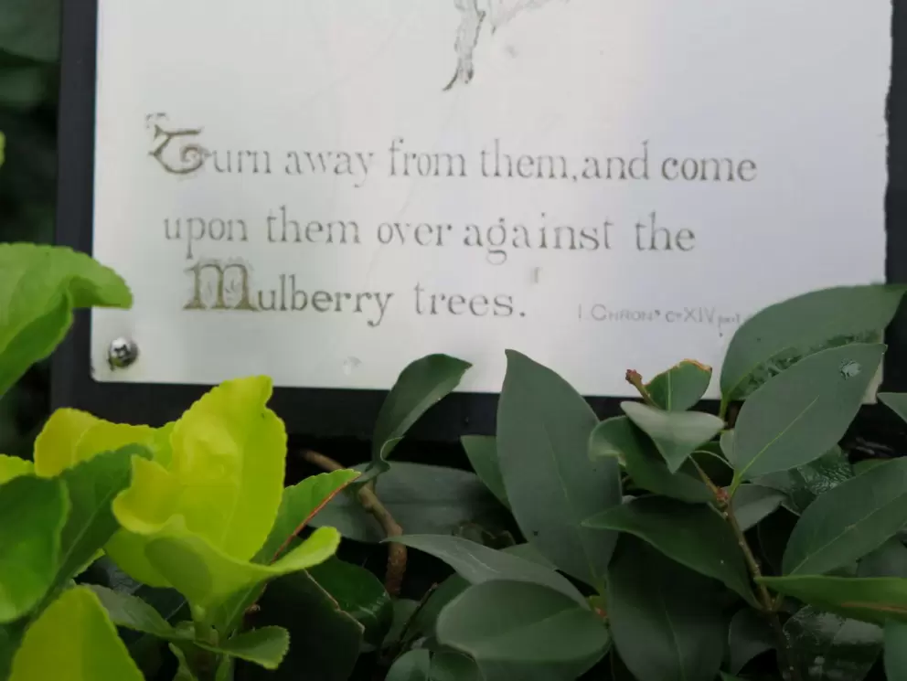 Turn away from them and come upon them over against the Mulberry trees- a Bible quite from 1 Chronicles.