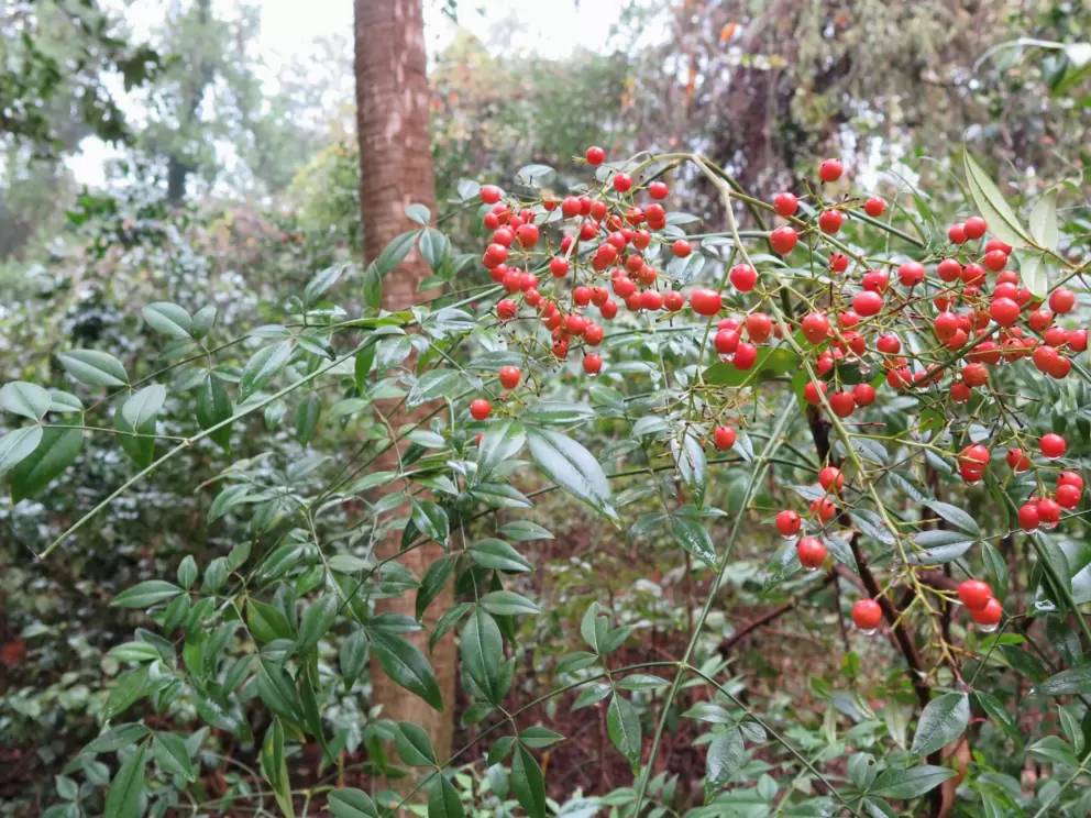 Fire berries.