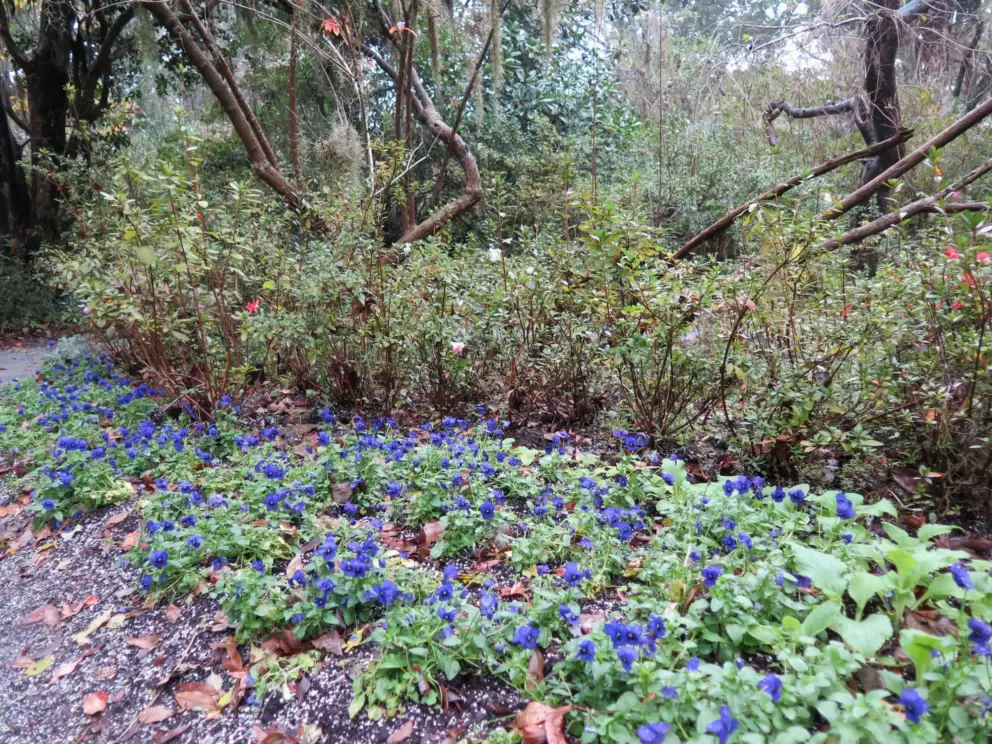 Purple flowers.