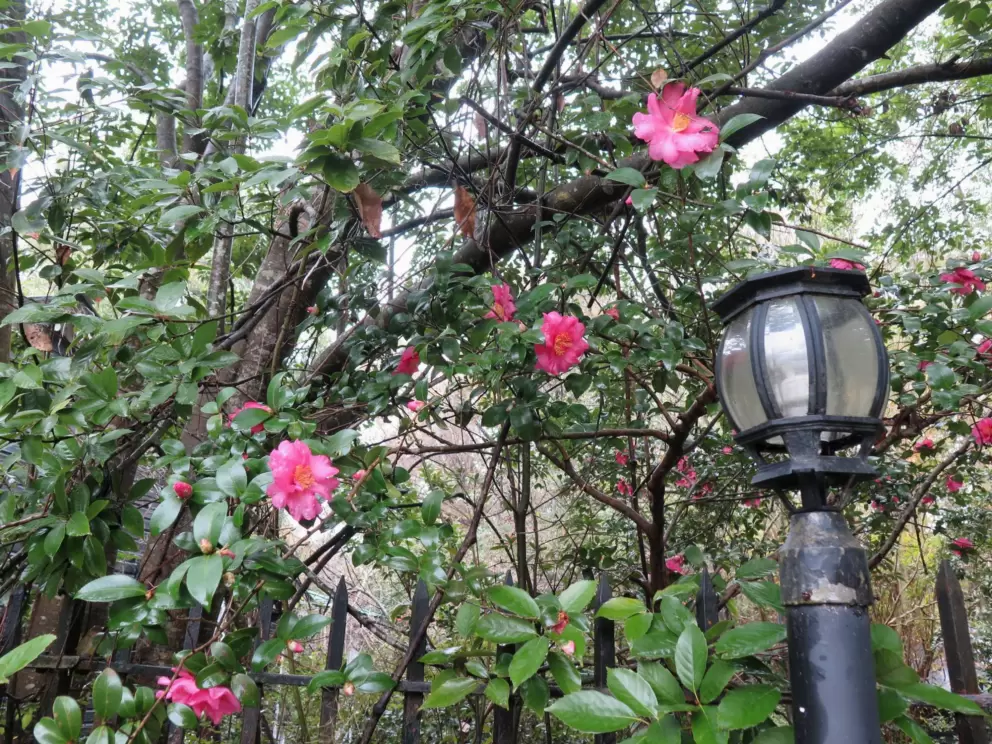 Lamppost and flowers.
