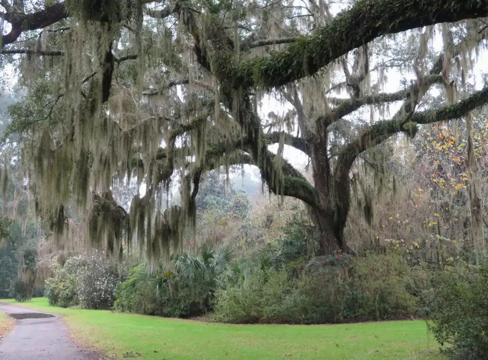 Spanish moss hanging from an oak tree.