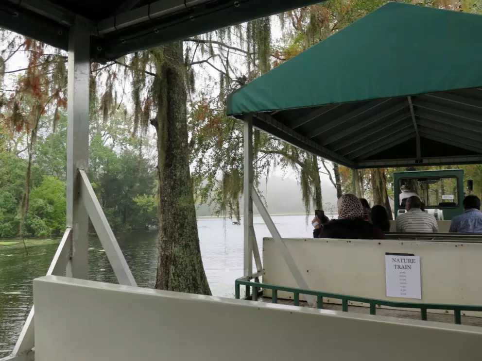 Tram tour past the swamp.