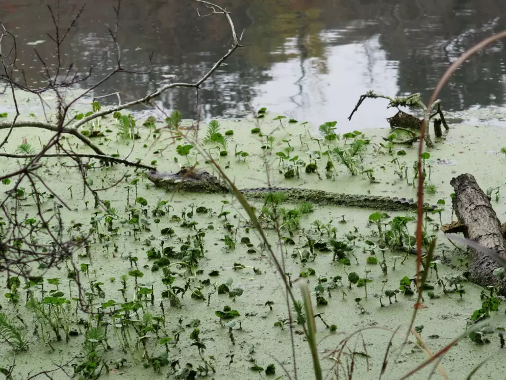 Alligator, seen on the tram tour!