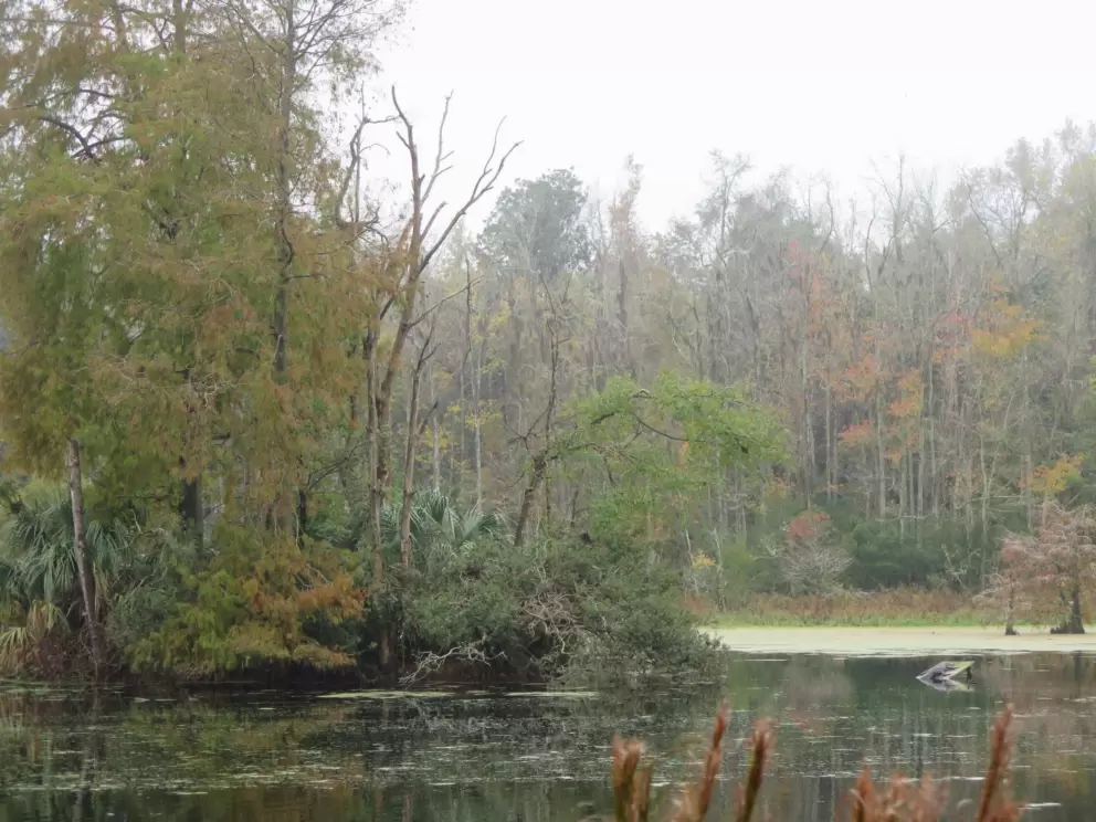 Beautiful swamp.