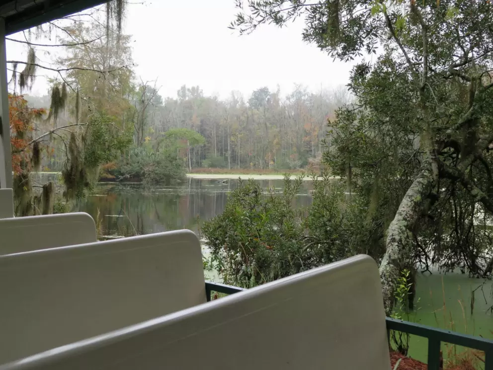 The nature tram tour takes you past a swamp.