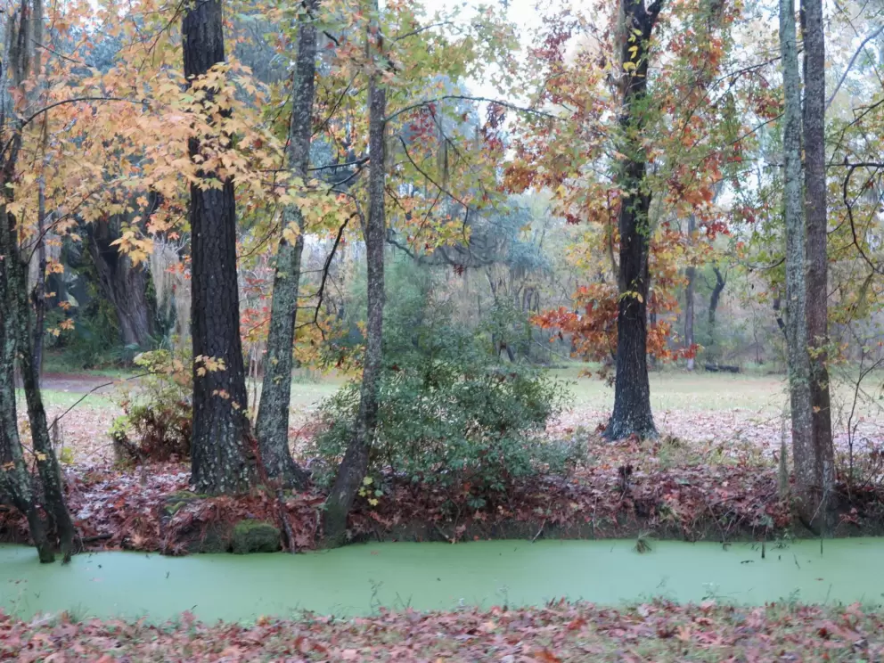 Autumn leaves and duck weed.