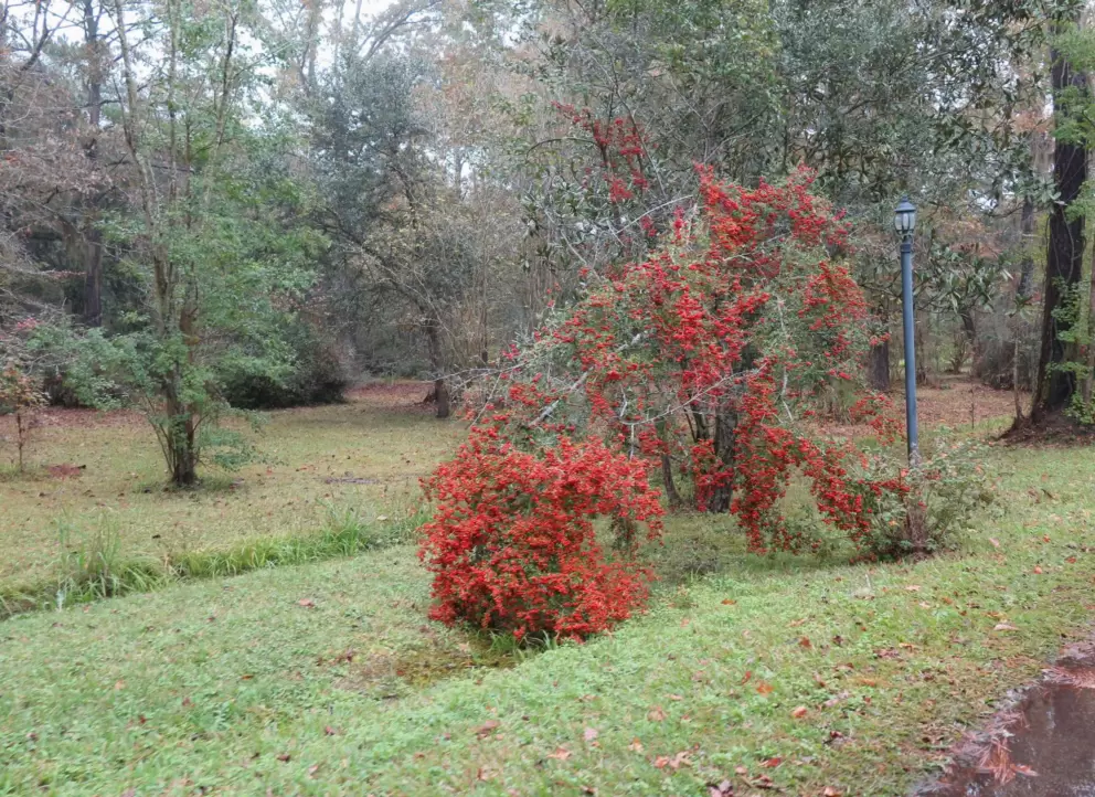 Fire berries.