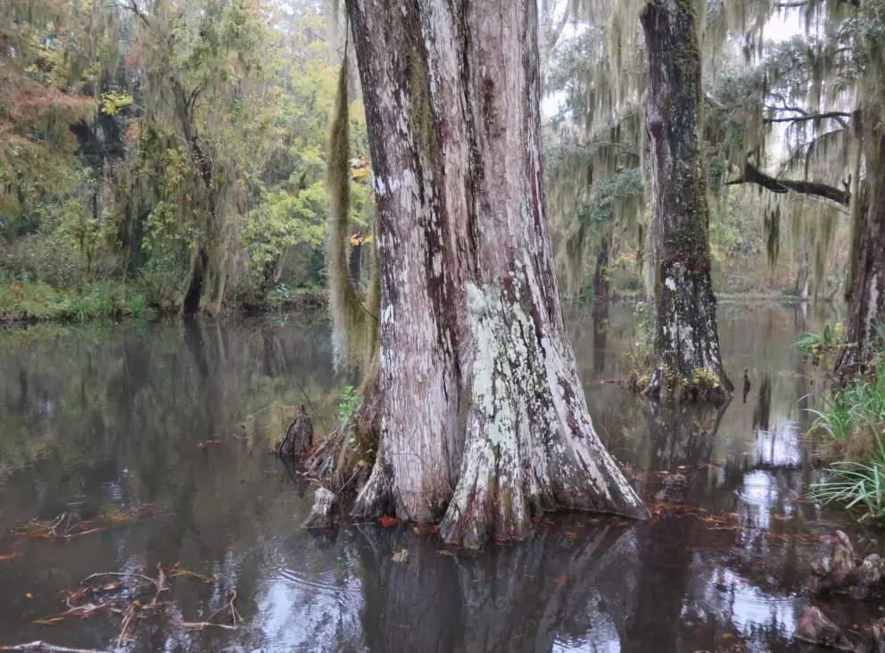 Swamp views.