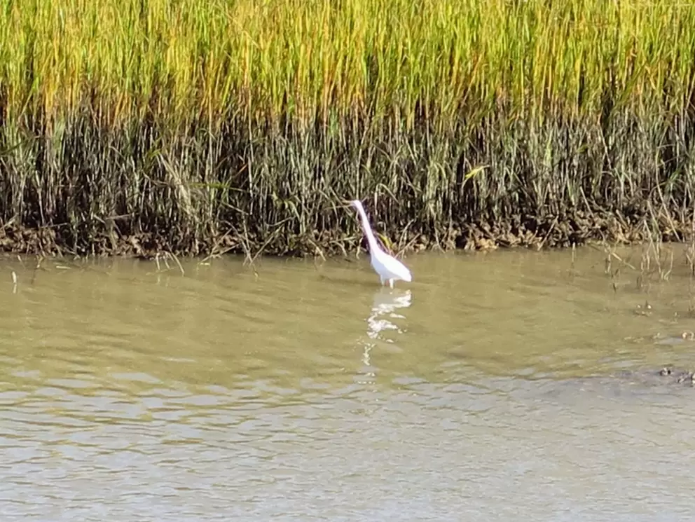 White egret and marsh grasses.