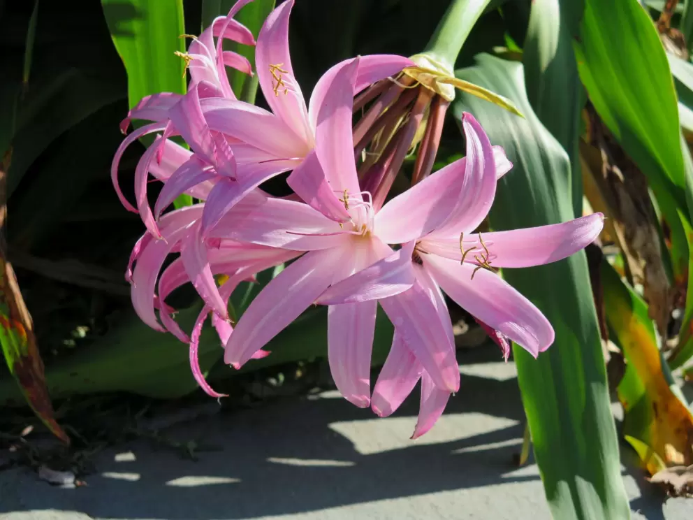 Burst of color.